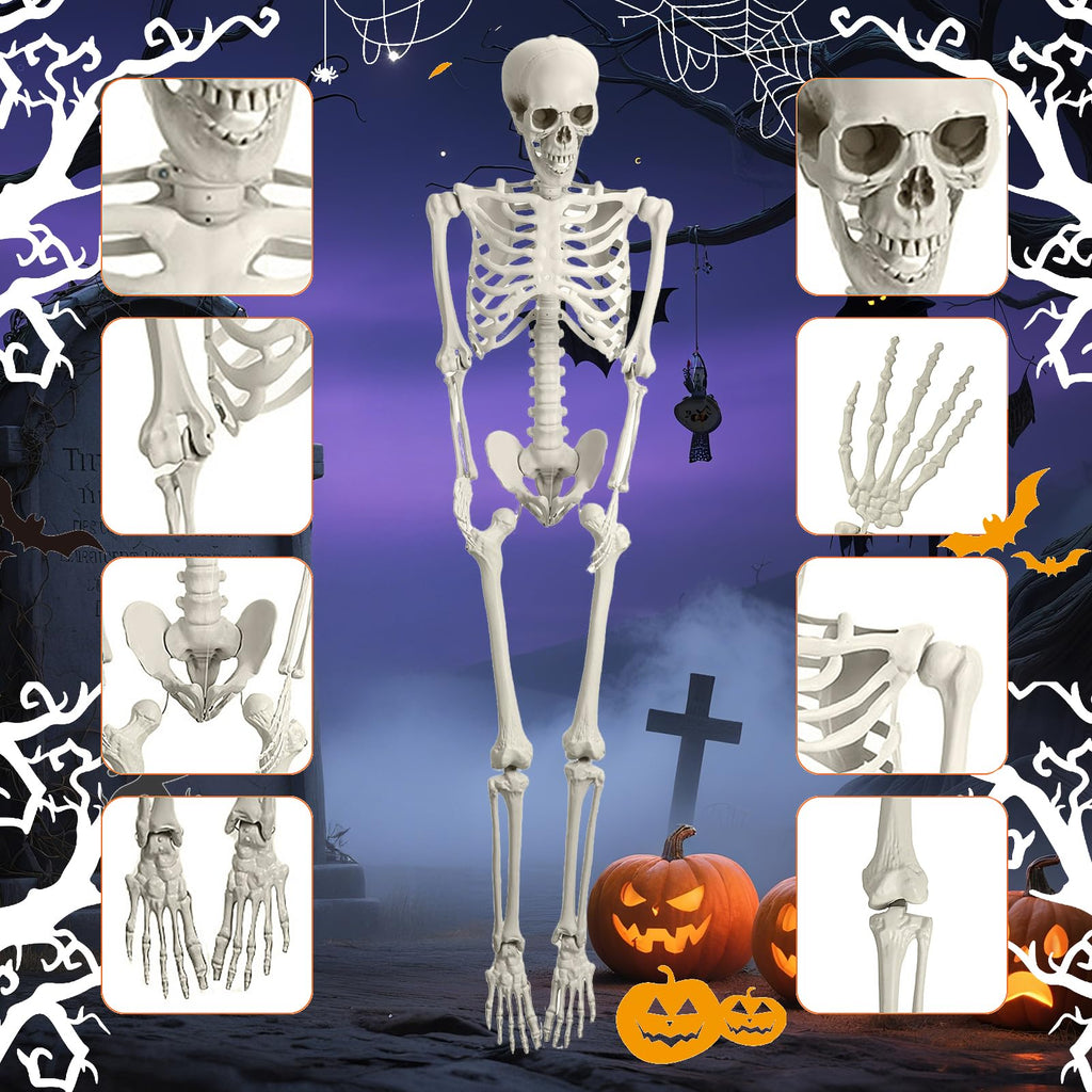 5.4FT Posable Life Size Skeleton T719