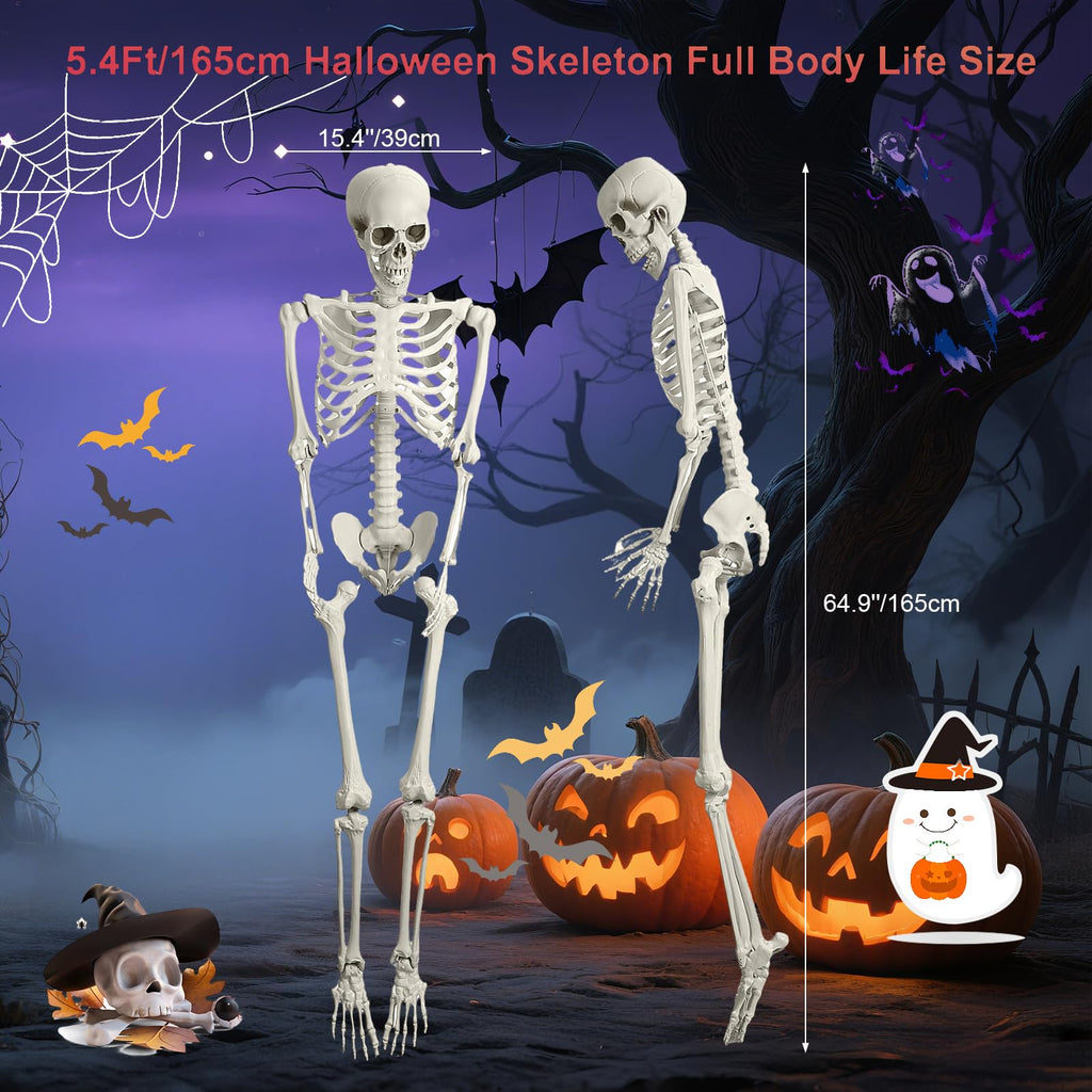 5.4FT Posable Life Size Skeleton T719